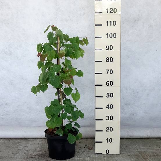 Promesse de Fleurs - Cercis canadensis Lavender Twist - Gainier du Canada pleureur rose Pot de 7,5L/10L - Image 2