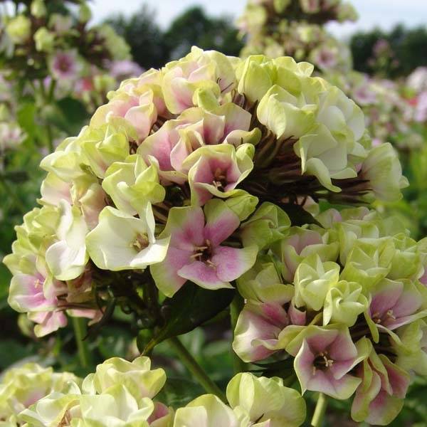 Promesse de Fleurs - Phlox paniculata Sherbet Blend® - Phlox paniculé vert anis et rose violacé Pot de 2L/3L