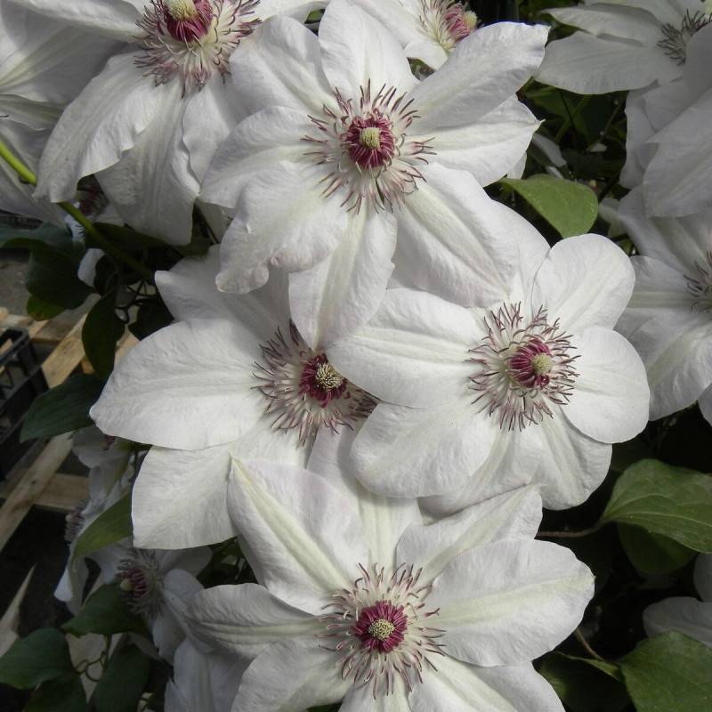 Clématite Miss Bateman à fleurs Blanche - feuillage Caduc - Godet - 5/10 cm-  hauteur à maturité De 2,00 m à 2,50 m - Image 5