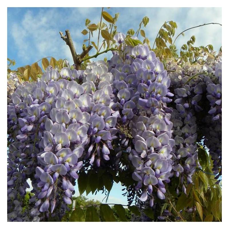 Glycine de Chine à fleurs Bleue - feuillage Caduc - Godet - 5/20 cm-  hauteur à maturité De 5,00 m à 10,00 m - Image 4
