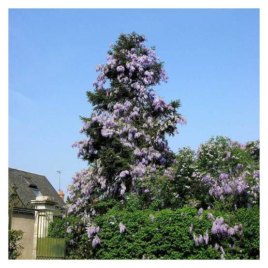 Glycine de Chine à fleurs Bleue - feuillage Caduc - Godet - 5/20 cm- hauteur à maturité De 5,00 m à 10,00 m - Image 9