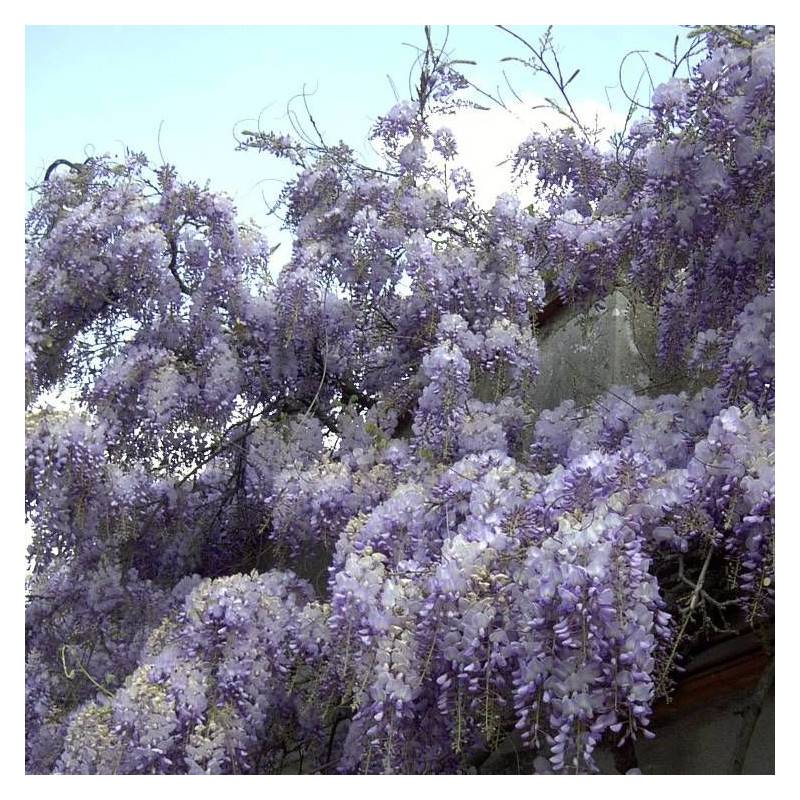 Glycine de Chine à fleurs Bleue - feuillage Caduc - Godet - 5/20 cm-  hauteur à maturité De 5,00 m à 10,00 m - Image 7