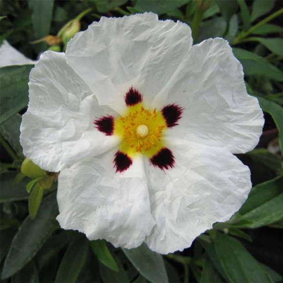Promesse de Fleurs - Cistus Alan Fradd - Ciste pourpre à fleurs blanches. Pot de 2L/3L - Image 1