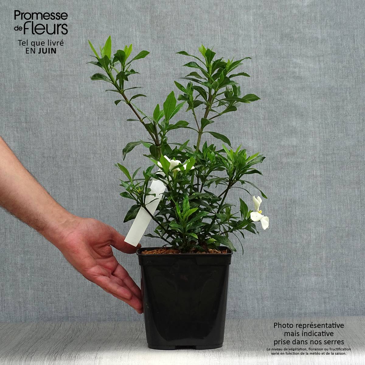 Gardenia Sweetheart - Jasmin du Cap Pot de 2L/3L - Image 2