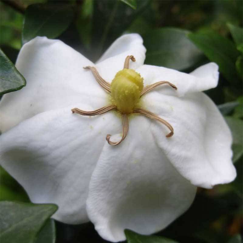 Gardenia Sweetheart - Jasmin du Cap Pot de 2L/3L - Image 1