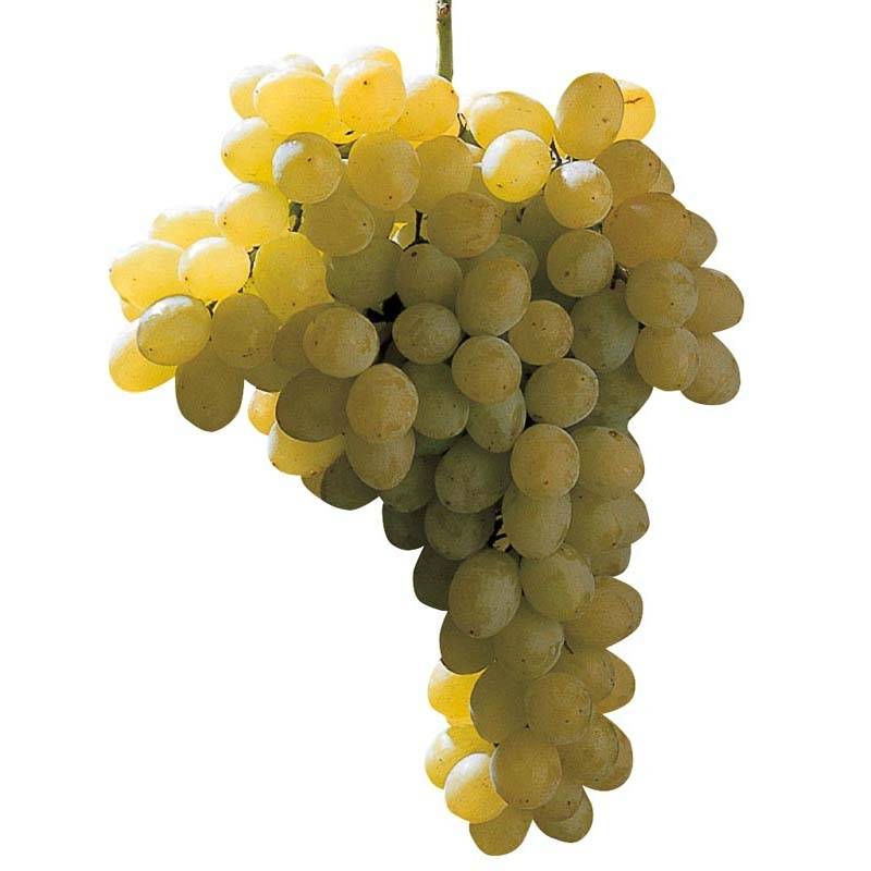Promesse de Fleurs - Vigne sans pépin Sultanica bianca - Sultanine Pot de 1,5L/2L