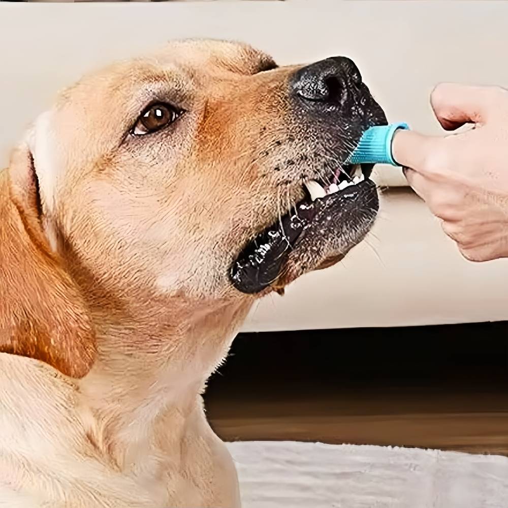IntiMeg - Brosse à dents pour chien bleu - IntiMeg - Image 3