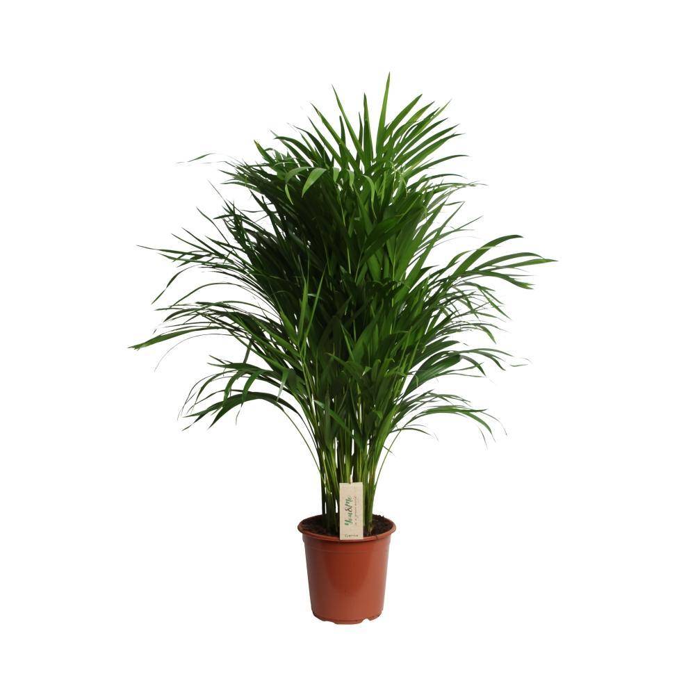 Dypsis Lutescens 100cm - Plante d'intérieur- La Green Touch - Image 1