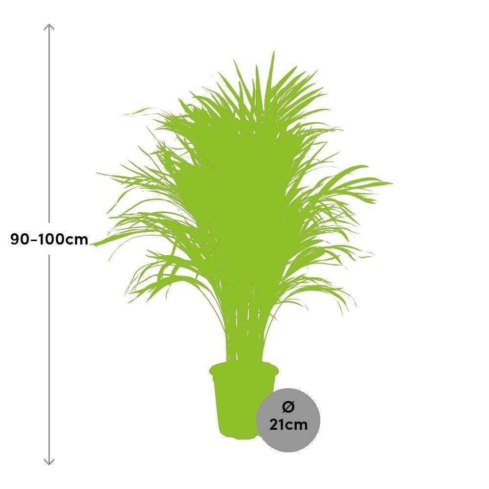 Dypsis Lutescens 100cm - Plante d'intérieur- La Green Touch - Image 3