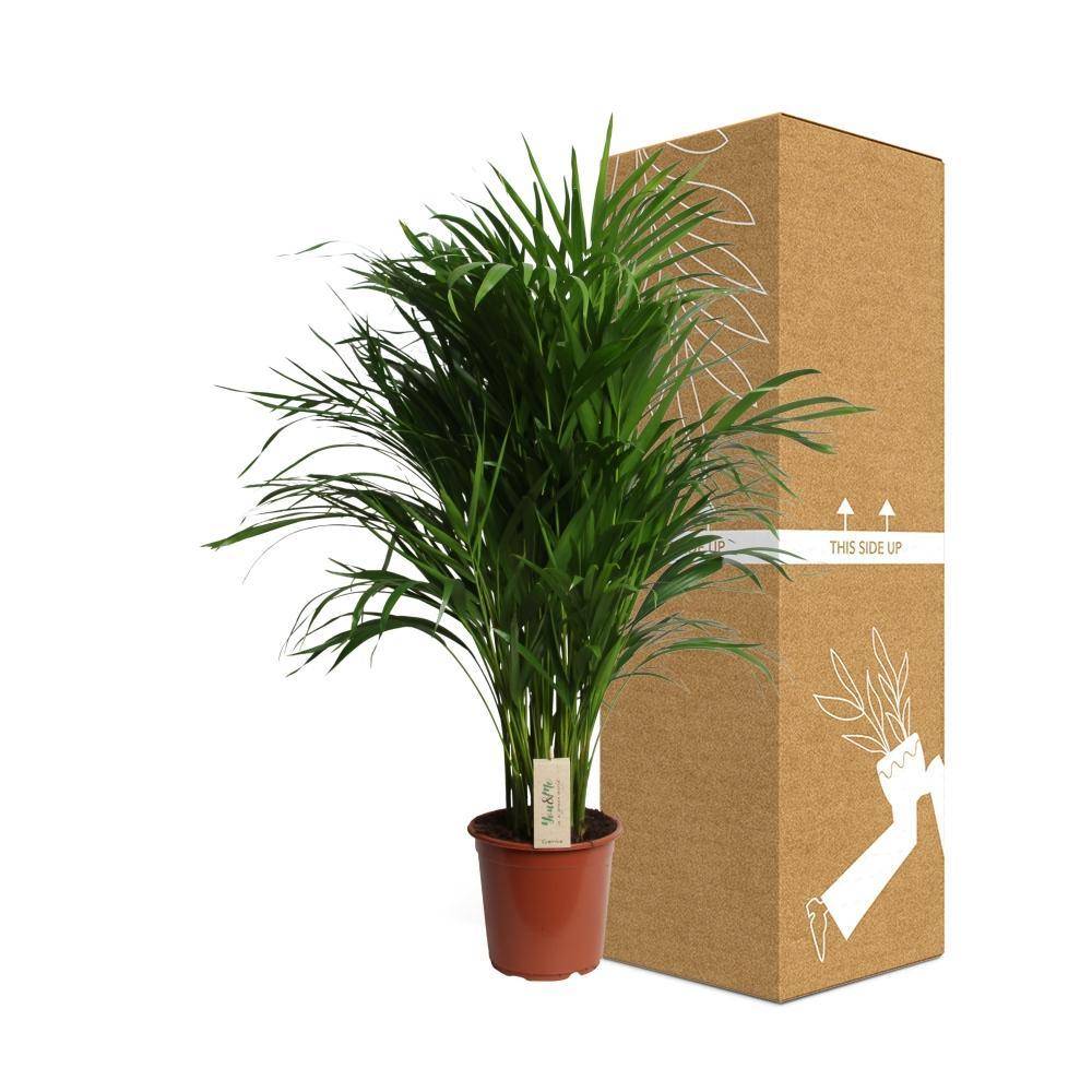 Dypsis Lutescens 100cm - Plante d'intérieur- La Green Touch - Image 4