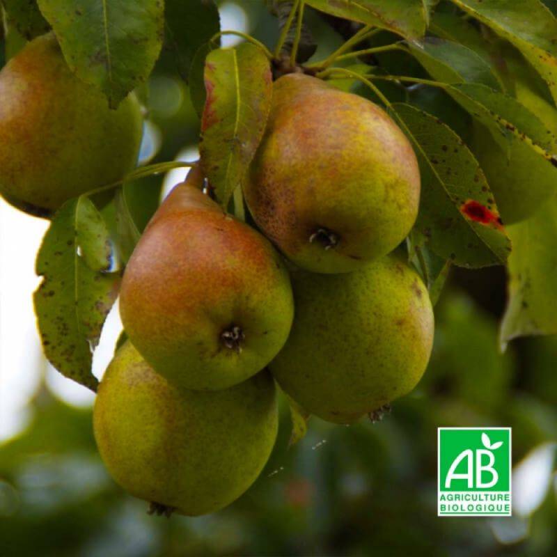 Poirier 'Williams' BIO (Pyrus communis 'Williams') - Scion de 100cm - Pépinières Naudet - Image 1