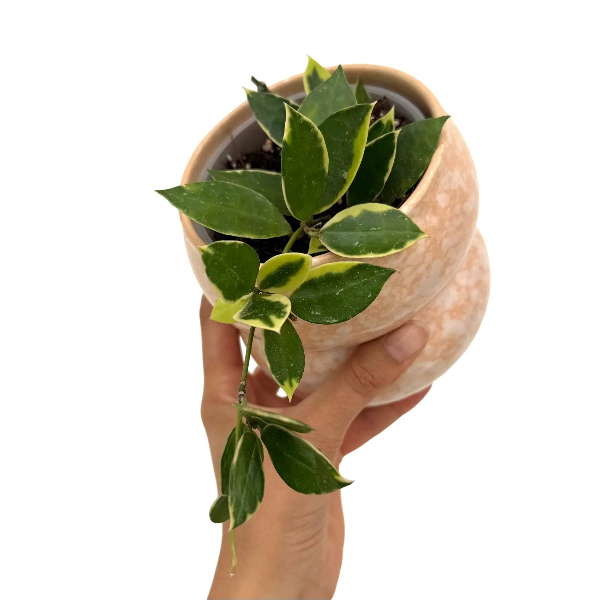 Hoya Lacunosa Albomarginata 'Asami' - Pot de 9cm - Plantes d'intérieur - Image 1