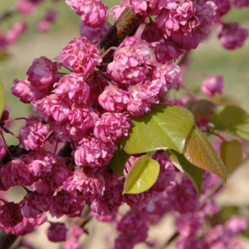 Cercis canadensis Pink Pom Pom's - Gainier du Canada Pot de 7,5L/10L - Image 1