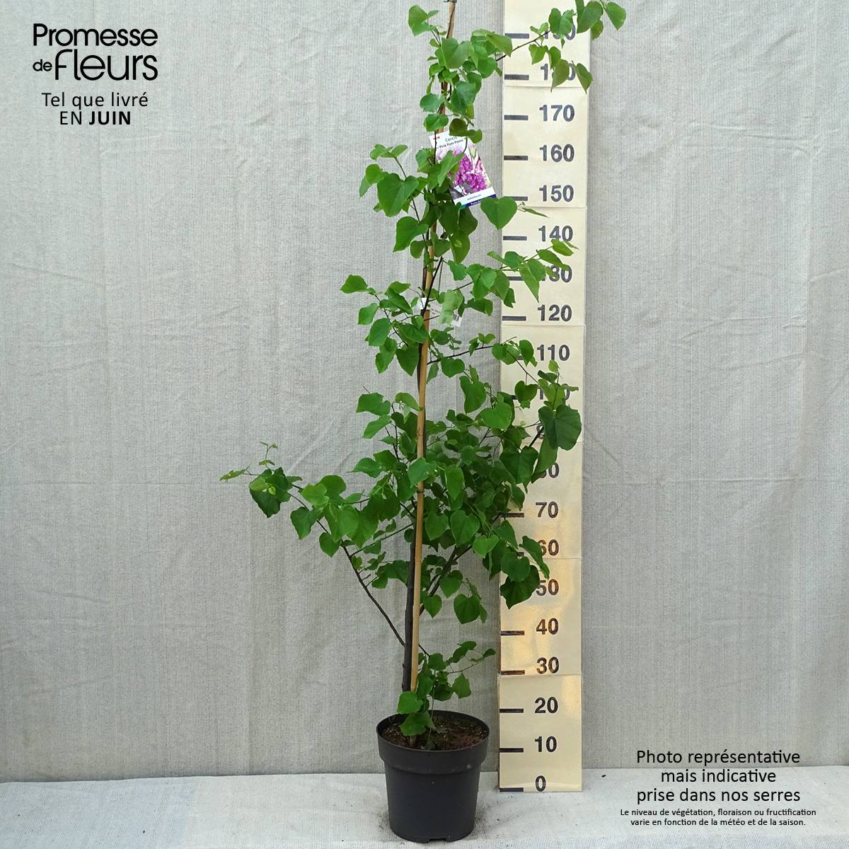 Cercis canadensis Pink Pom Pom's - Gainier du Canada Pot de 7,5L/10L - Image 2