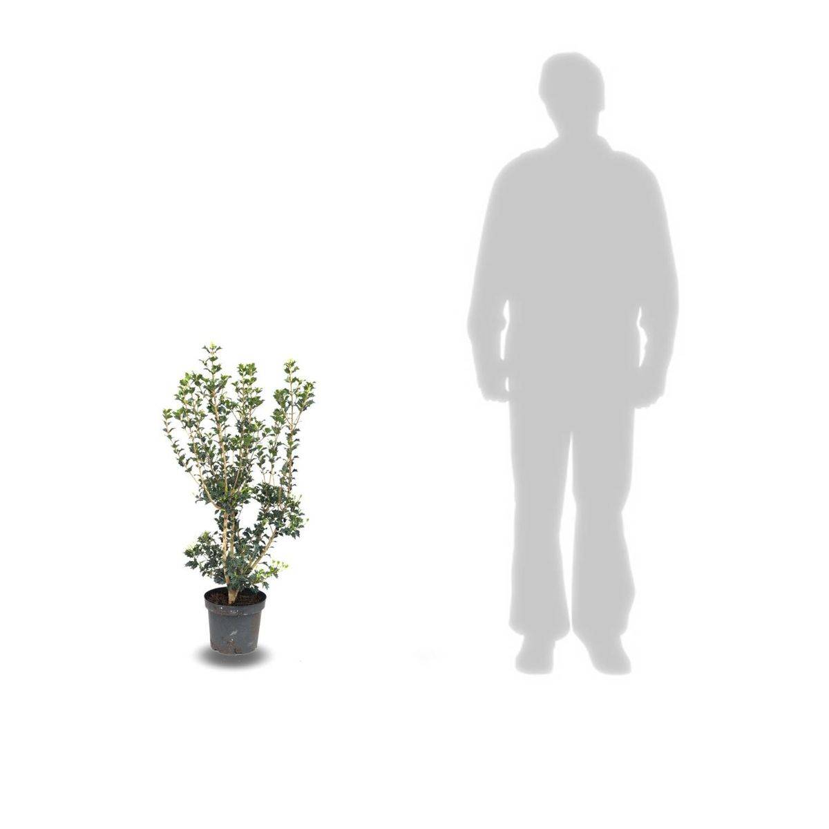 Osmanthe X Burkwoodii à fleurs Jaune - feuillage Persistant - Pot de 5L - 40/60 cm-  hauteur à maturité De 2,50 m à 3,00 mm - Image 2