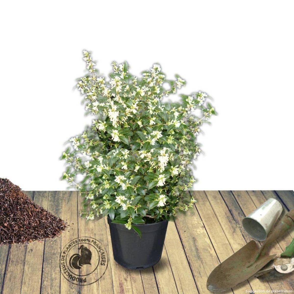 Osmanthe X Burkwoodii à fleurs Jaune - feuillage Persistant - Pot de 5L - 40/60 cm-  hauteur à maturité De 2,50 m à 3,00 mm - Image 1