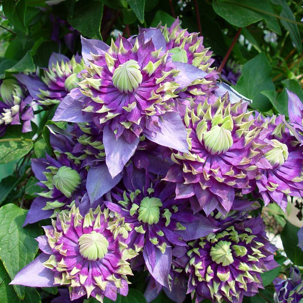 Clématite - Clematis Taiga  Pot de 1,5L/2L
