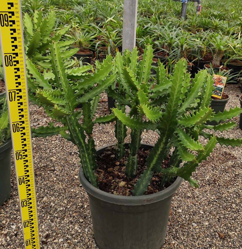 0 - Euphorbia lactea Pot de 80L - 150/175cm - Image 1