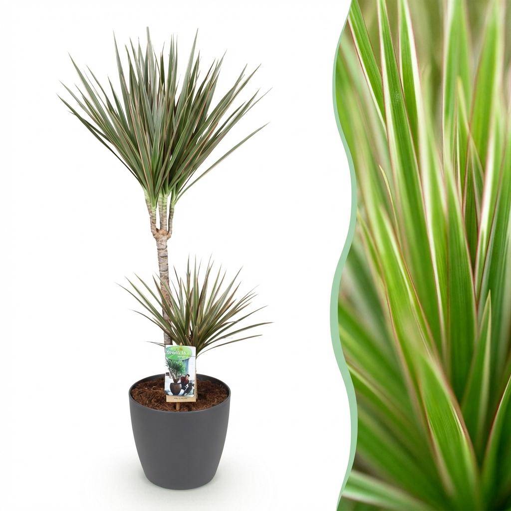 Dracaena Marginata Bicolor - Pot de 21cm - Gris - Plantes d'intérieur - Image 1