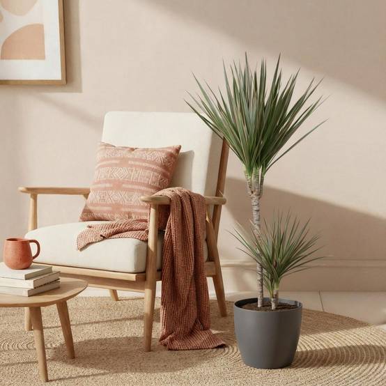 Dracaena Marginata Bicolor - Pot de 21cm - Gris - Plantes d'intérieur - Image 4