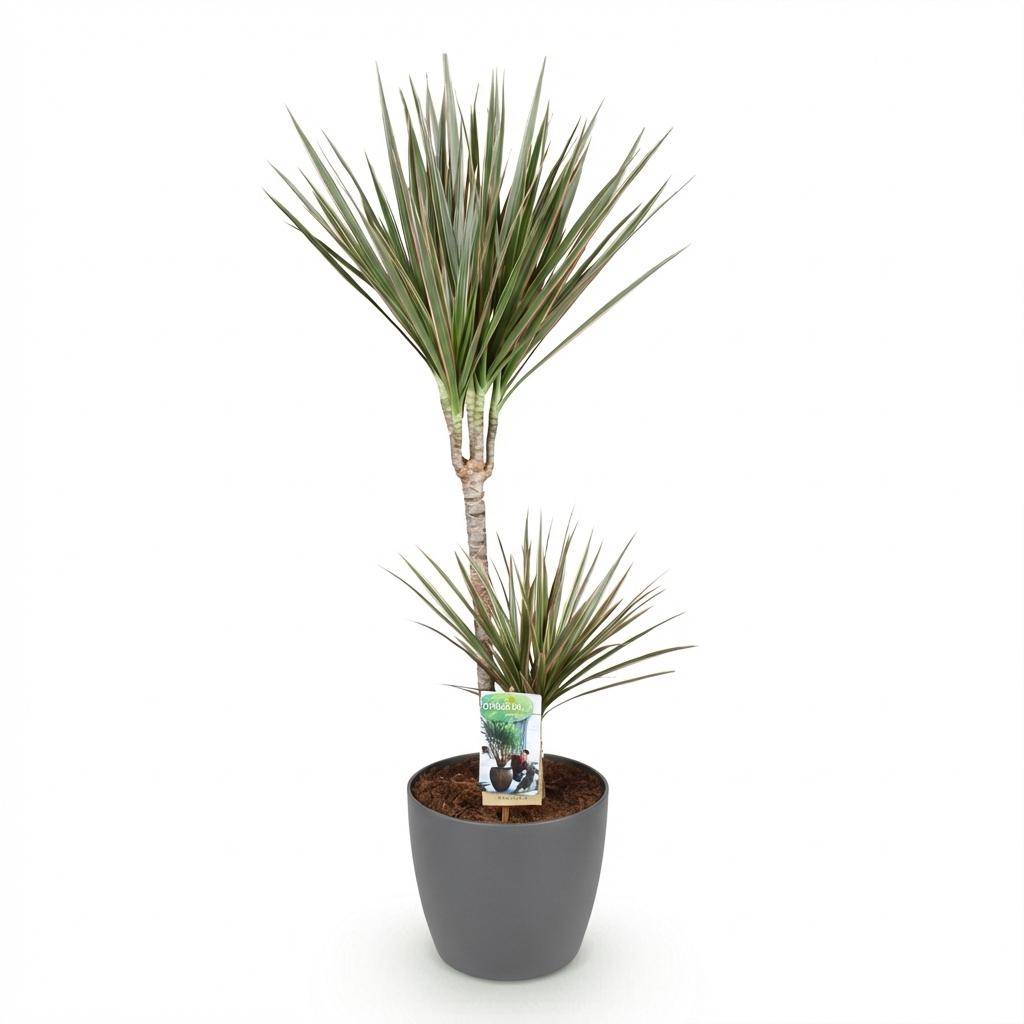 Dracaena Marginata Bicolor - Pot de 21cm - Gris - Plantes d'intérieur - Image 2