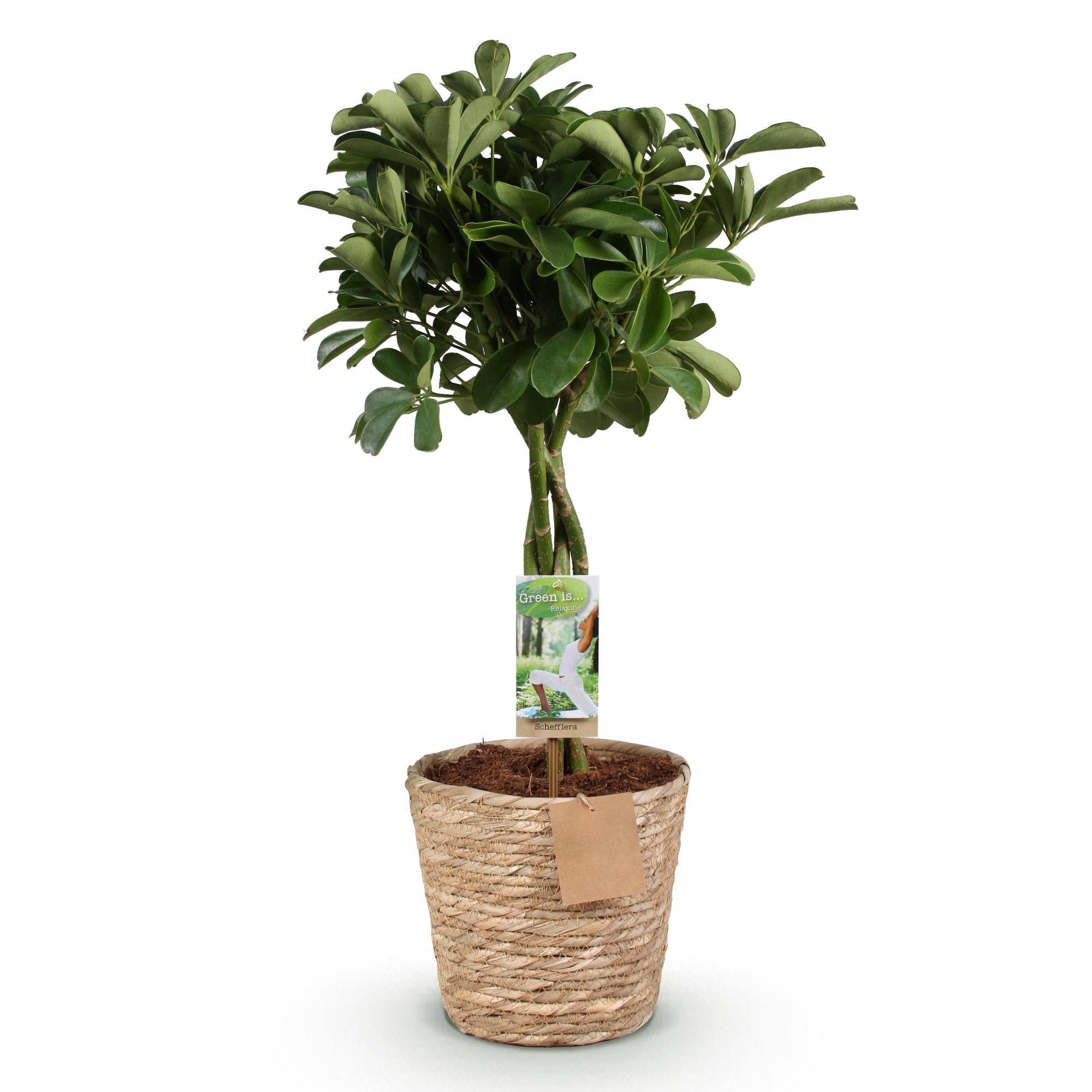 Schefflera Nora - D21 H80cm - Image 3