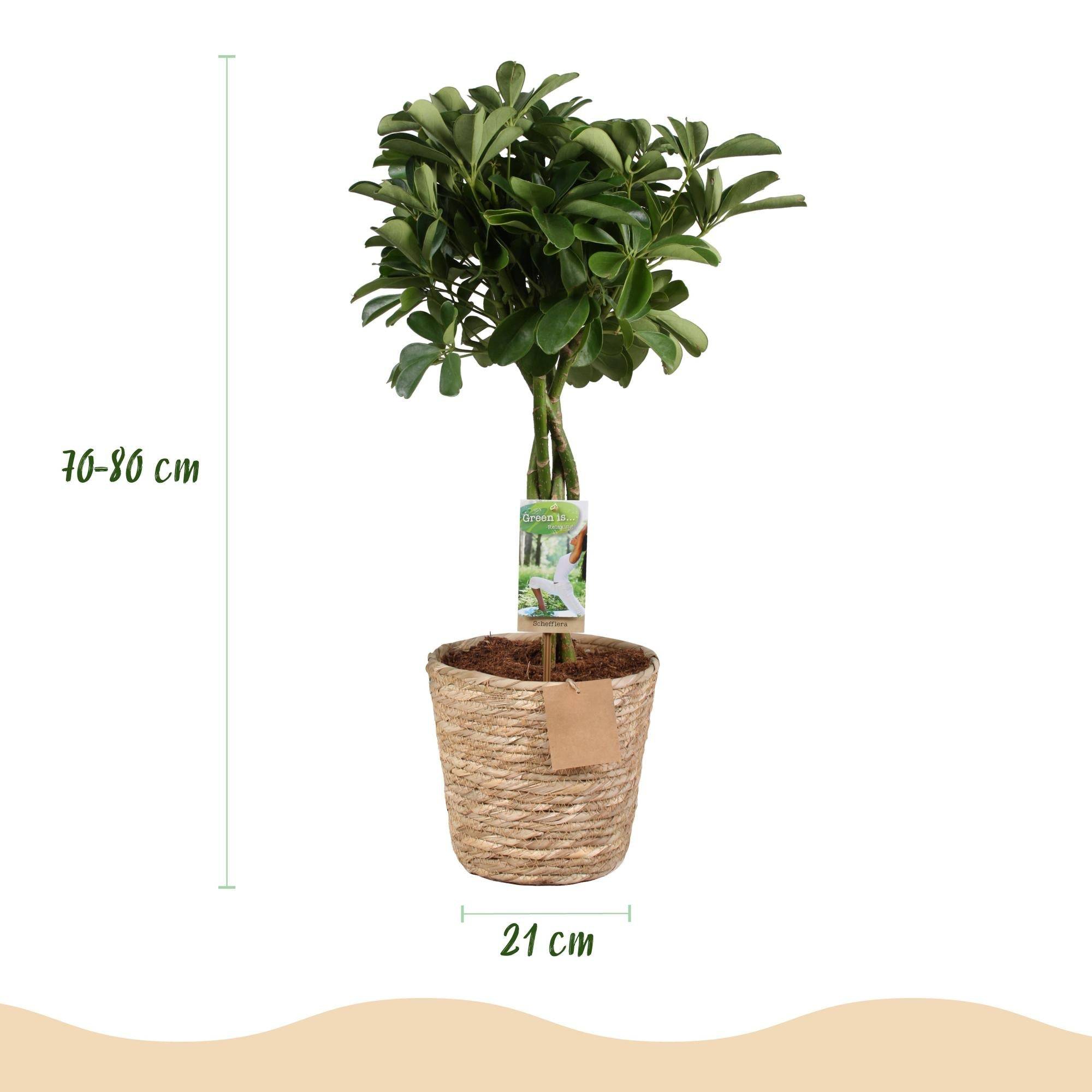 Schefflera Nora - D21 H80cm - Image 4