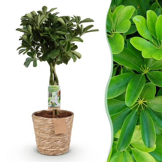 Schefflera Nora - D21 H80cm - Image 2