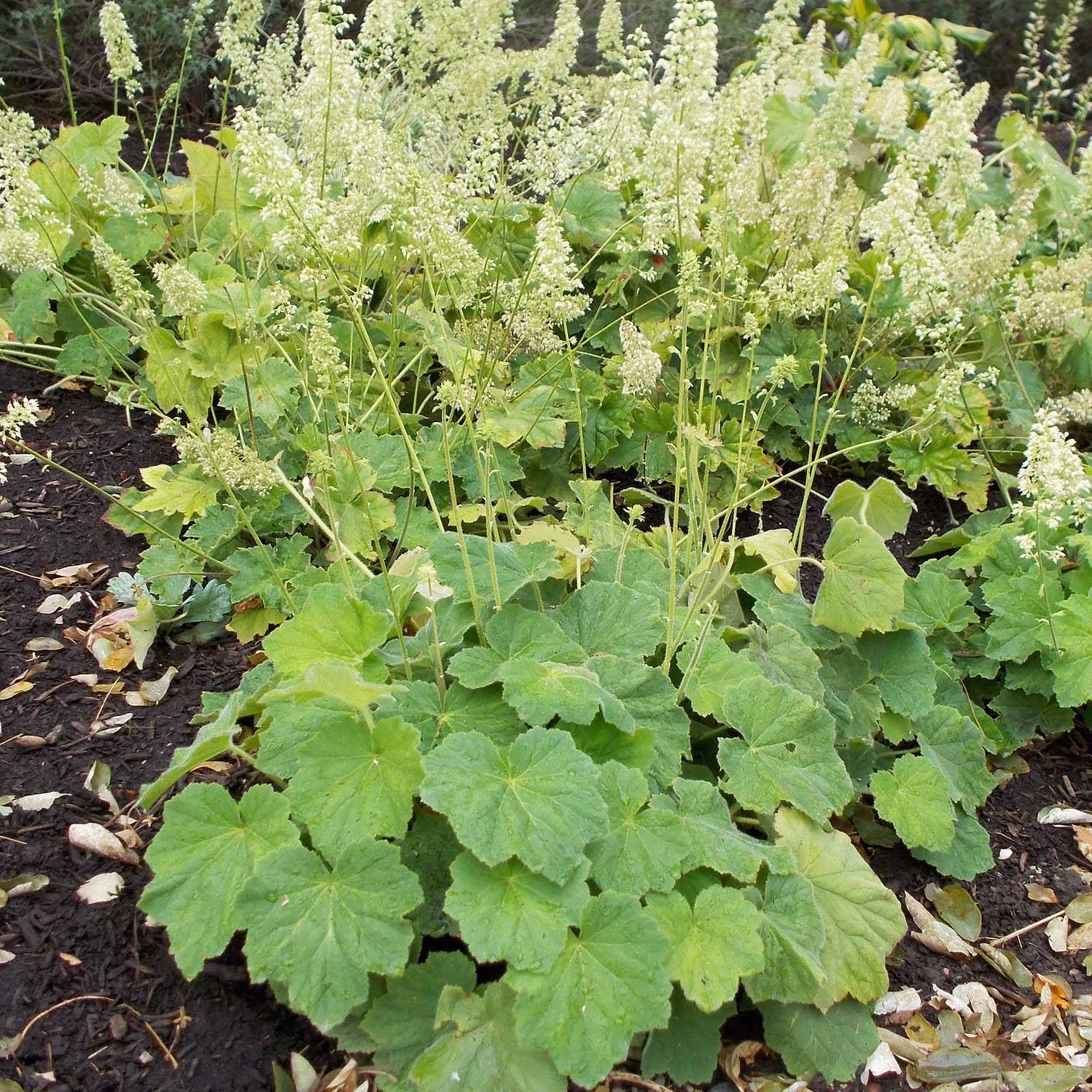 Promesse de Fleurs - Heuchère - Heuchera villosa var macrorrhiza Godet de 8/9 cm