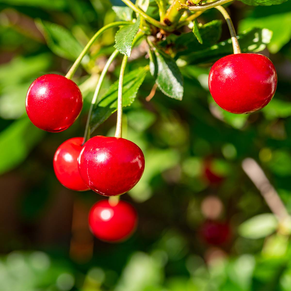 Cerisier nain Maynard - Prunus cerasus Grandes Racines nues, 1/4 de tige