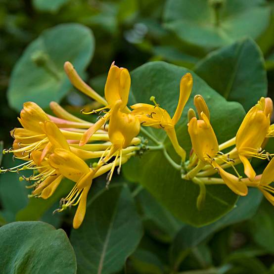 Chèvrefeuille de Tellman - Lonicera tellmaniana Pot de 2L/3L