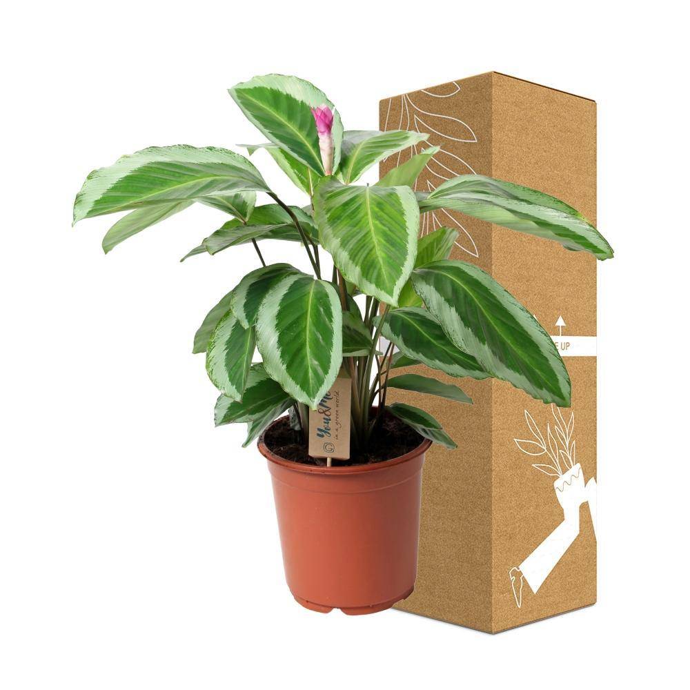 ikea geigenfeige Ficus lyrata main image 0