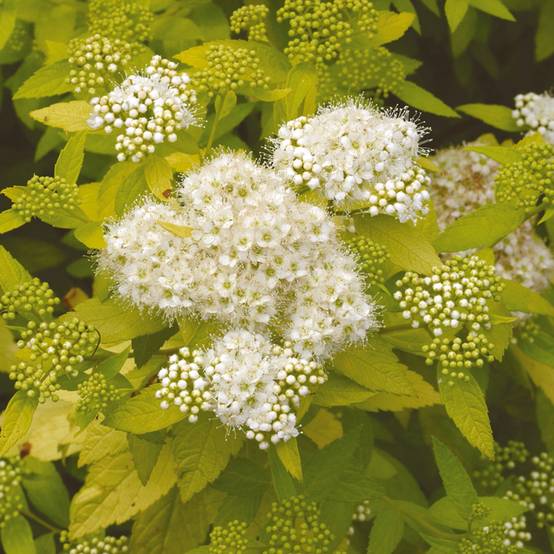 Spirée japonaise White Gold - Spiraea japonica Godet de 8/9 cm