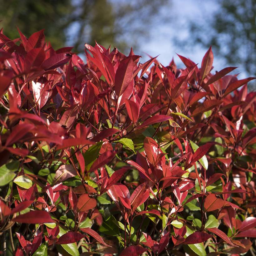 Photinia fraseri Devil's Dream Pot de 2L/3L