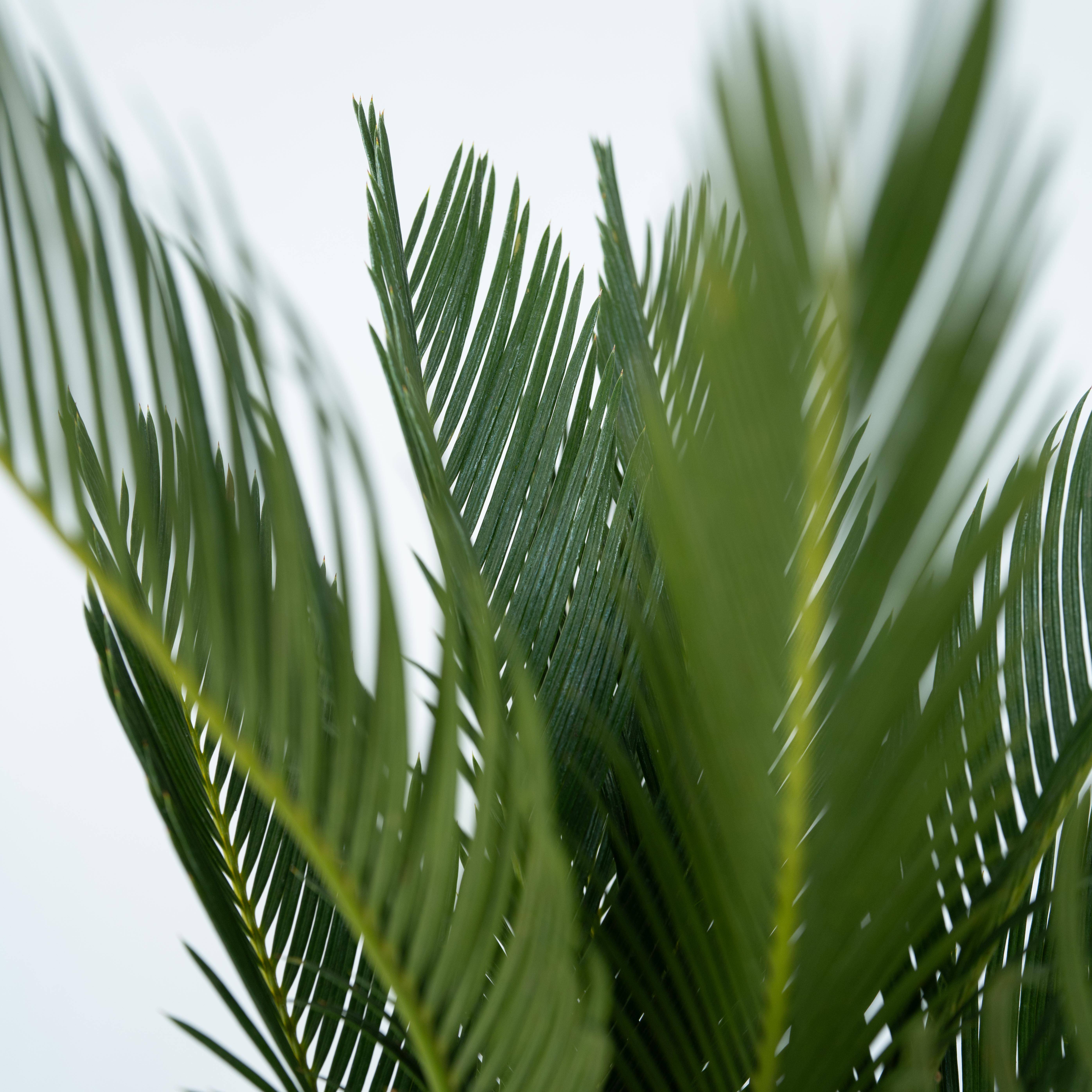 Plant In A Box - Sagou du Japon - Set de 4 - Cycas revoluta - Hauteur 45-60cm - ⌀15cm - Image 5
