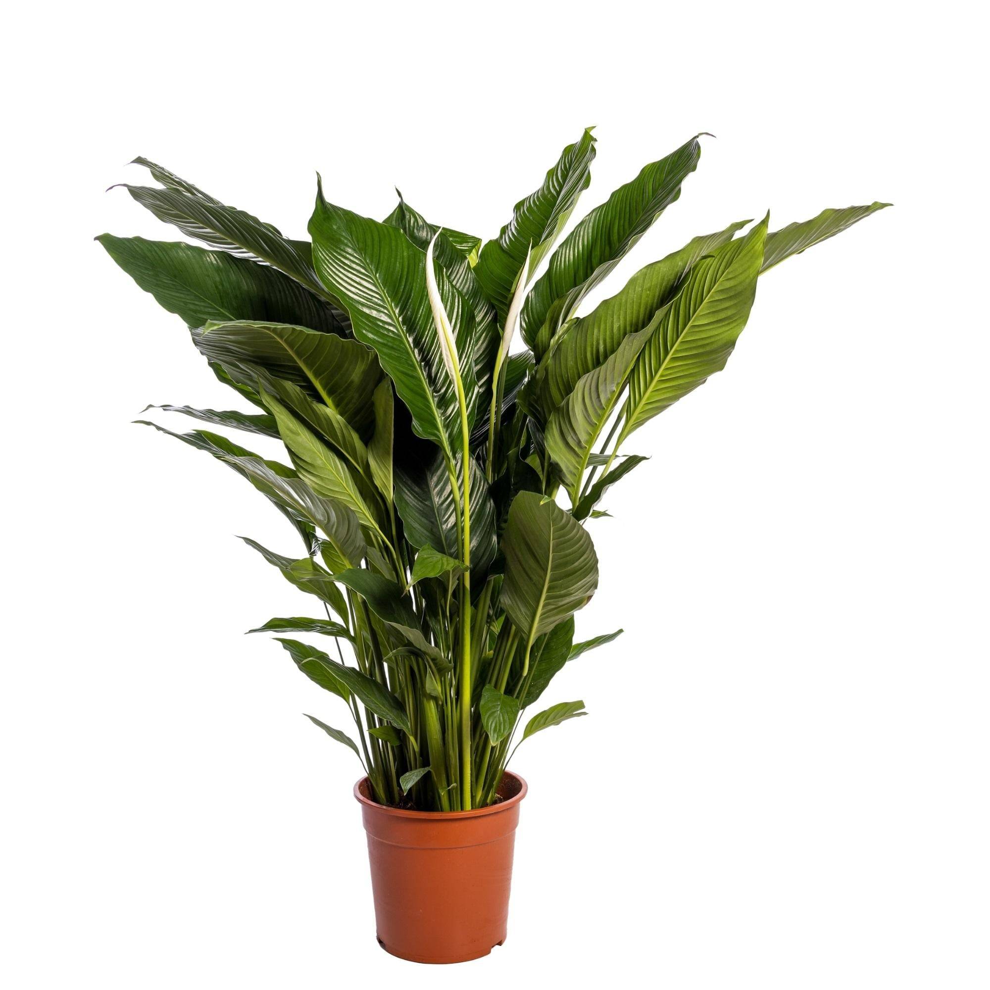Spathiphyllum 'Sweet Sebastiano' 110cm - Plante d'intérieur- La Green Touch - Image 1
