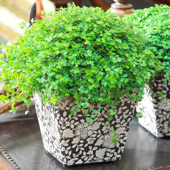 Gardenersdream - Soleirolia Helxine Vert | Hélixine Plante En Pot De 10 À 20 Cm | Cadeau De Bureau À Domicile - GardenersDream - Image 1