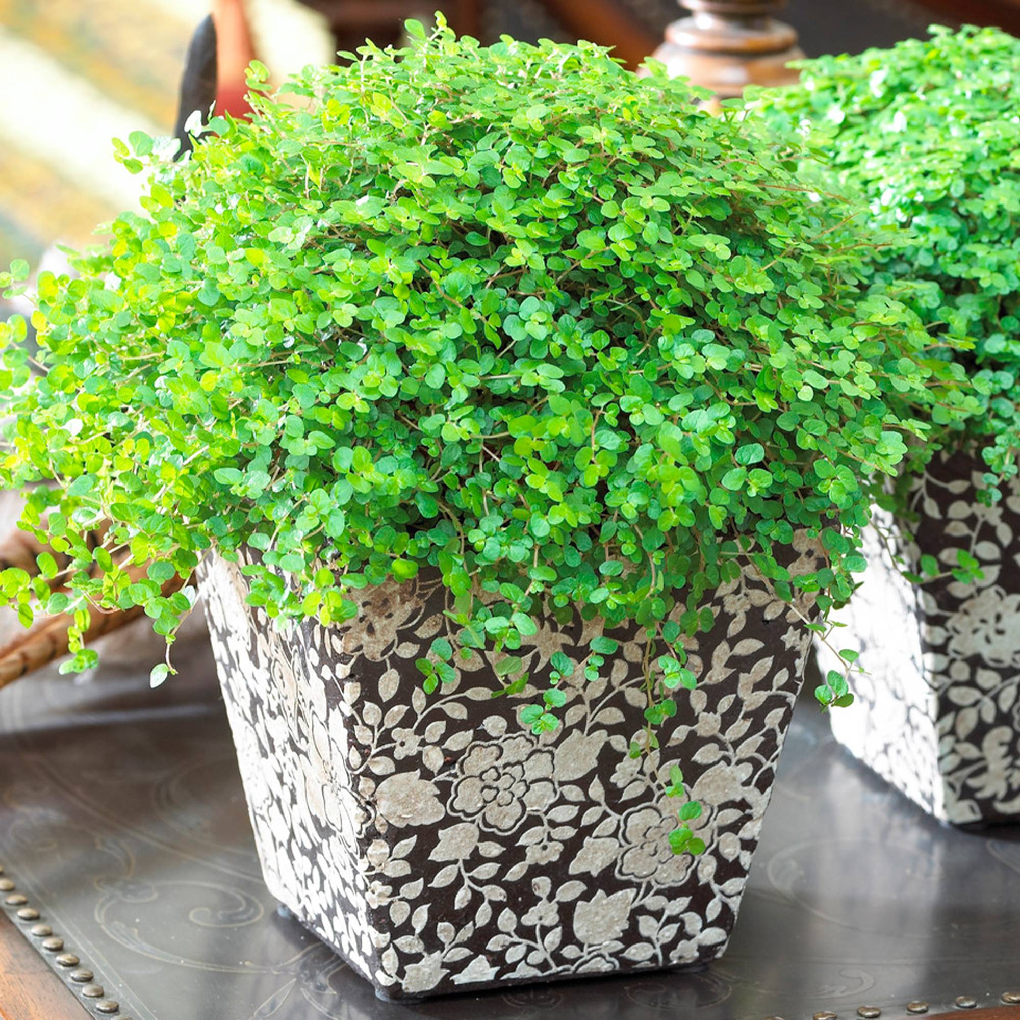 Gardenersdream - Soleirolia Helxine Vert | Hélixine Plante En Pot De 10 À 20 Cm | Cadeau De Bureau À Domicile - GardenersDream - Image 1