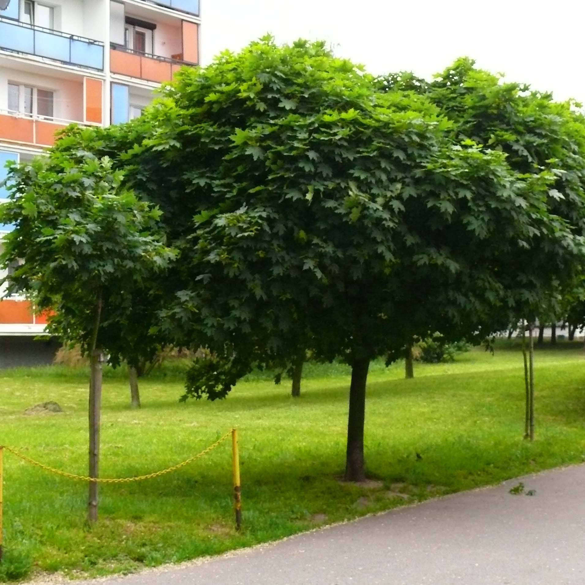 Erable boule - Acer platanoides Globosum Petites Racines nues, Demi-tige