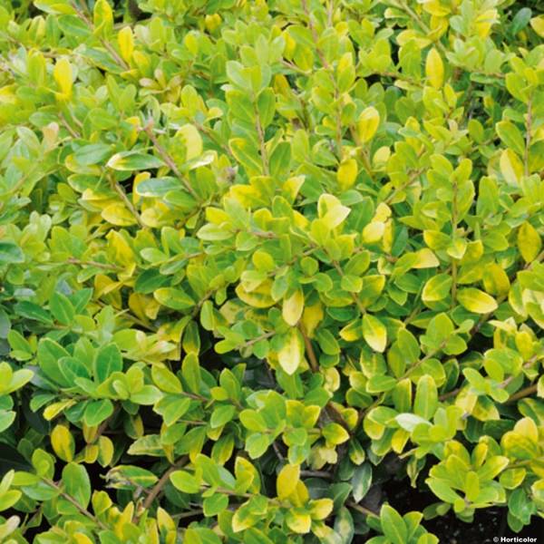 Houx crénelé - Ilex crenata Golden Gem Pot de 2L/3L - Image 1
