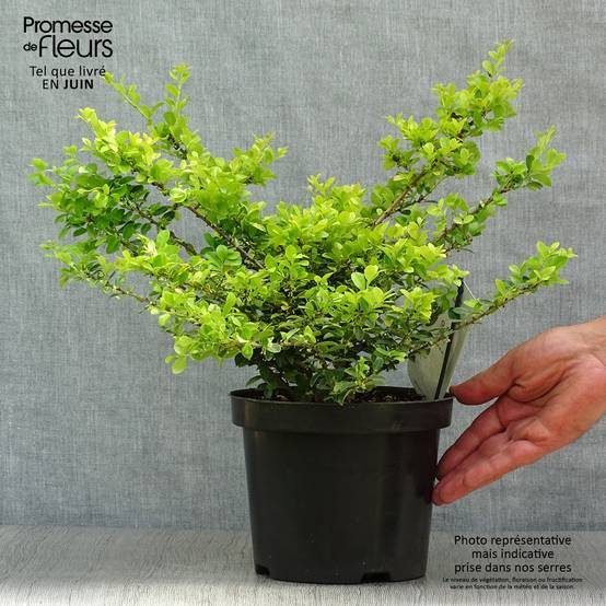 Houx crénelé - Ilex crenata Golden Gem Pot de 2L/3L - Image 2