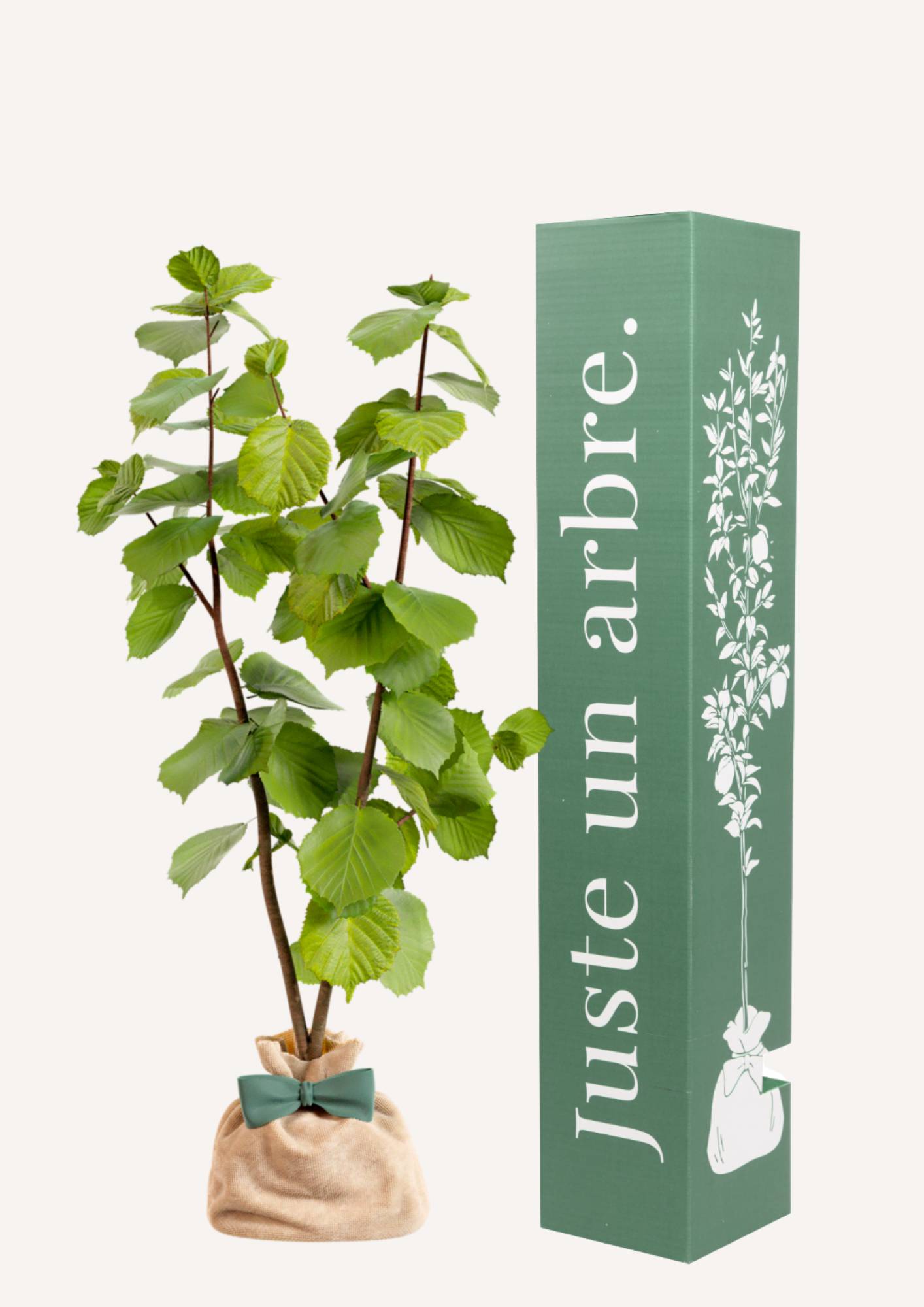 Juste Un Arbre - JUSTE UN ARBRE. – Noisetier commun | Idée cadeau gourmand pour naissance, mariage, anniversaire – Arbuste adaptable, idéal en haie ou isolé.