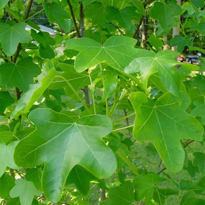 Liquidambar styraciflua Rotundiloba - Copalme d'Amérique Pot de 4L/5L - Image 1