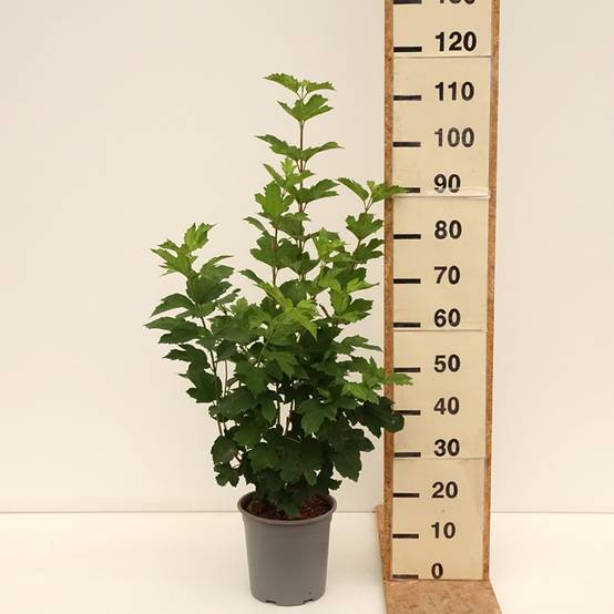 Viorne Boule de Neige - Viburnum opulus Roseum Pot de 7,5L/10L - Image 2
