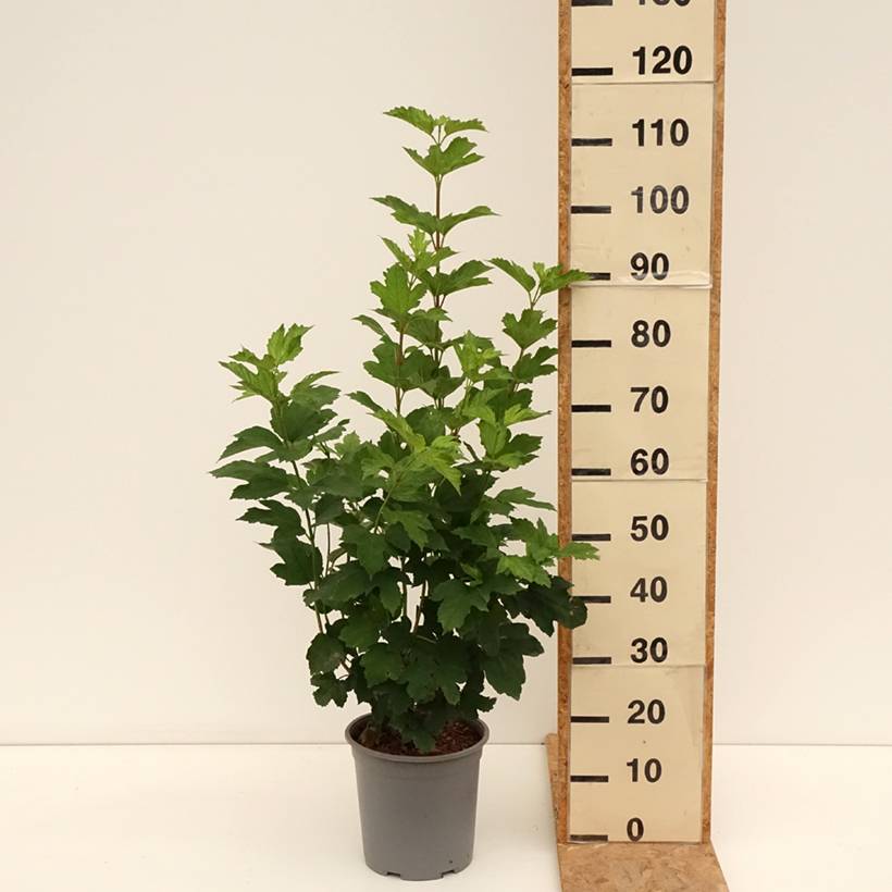 Viorne Boule de Neige - Viburnum opulus Roseum Pot de 7,5L/10L - Image 2