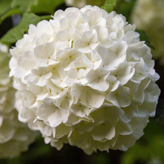 Viorne Boule de Neige - Viburnum opulus Roseum Pot de 7,5L/10L - Image 1