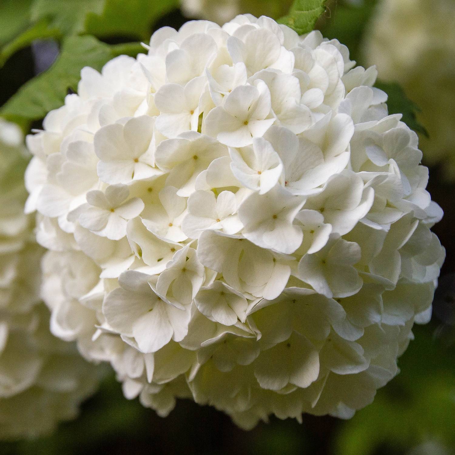 Viorne Boule de Neige - Viburnum opulus Roseum Pot de 7,5L/10L - Image 1
