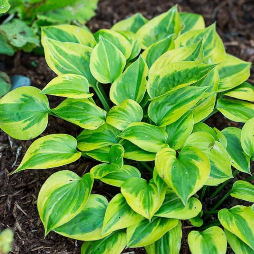 Promesse de Fleurs - Hosta Radiant Edger Pot de 1,5L/2L