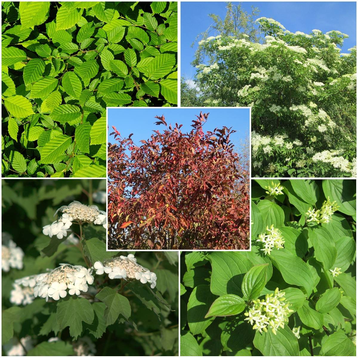 Promesse de Fleurs - Haie régionale pour l'Ile-de-France Normandie et Hauts-de-France en kit de 5m - Collection de 5 plantes
