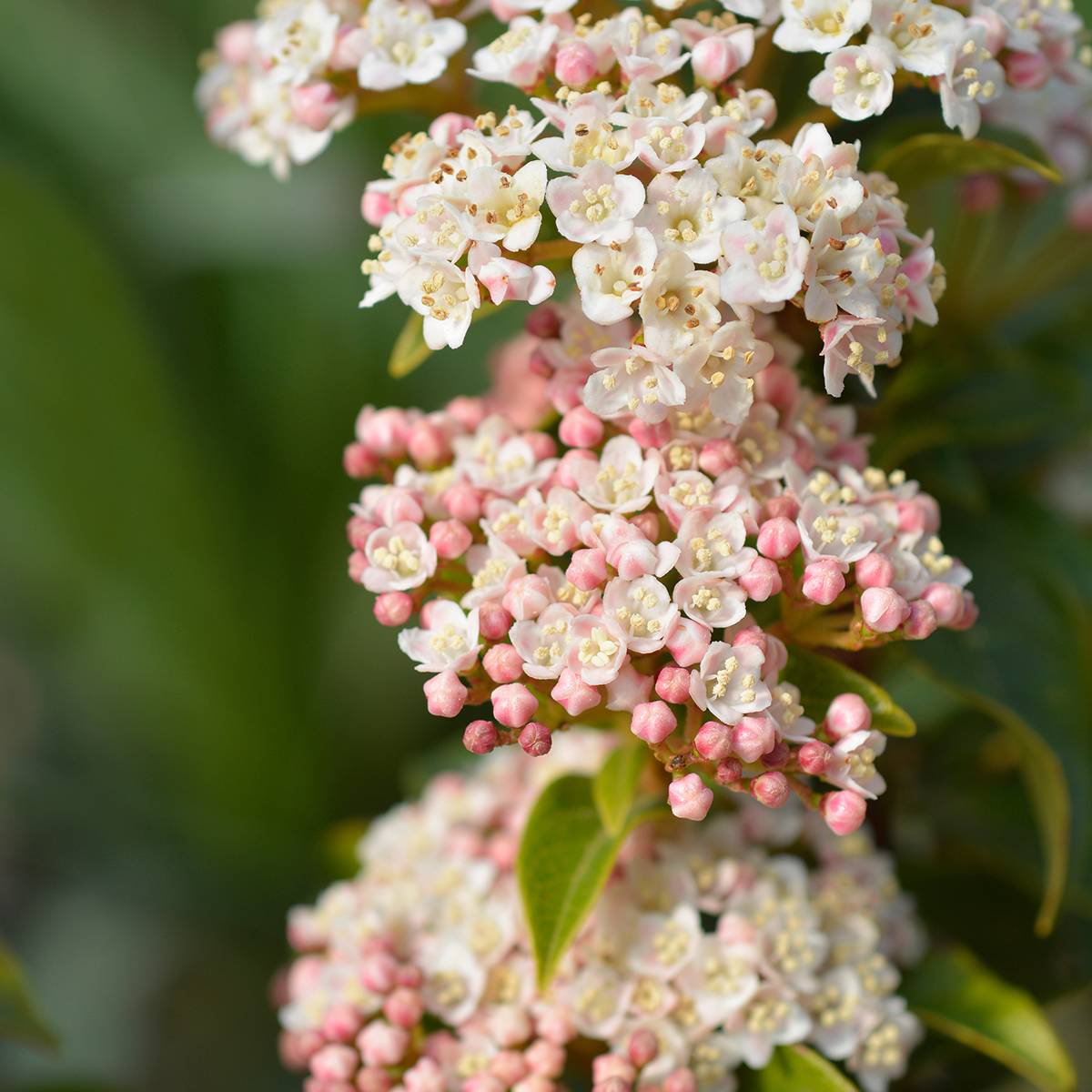 Promesse de Fleurs - Viburnum tinus Eve Price - Laurier tin Pot de 2L/3L - Image 1